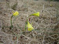 des trompettes de mduse dans la molinie